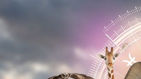 Los animales salvajes por su comportamiento, se pueden sincronizar con los signos zodiacales.