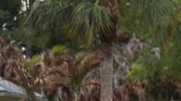 Una mujer de aproximadamente 75 años fue asesinada mientras paseaba a su perro en un vecindario de Florida.