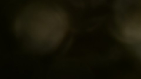 El Ave Fénix es un animal mitológico que se caracteriza por renacer de sus cenizas.