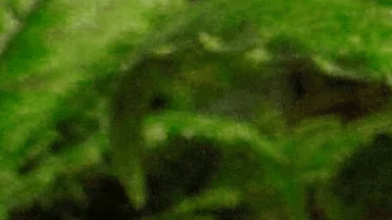 Reclasificación histórica: consideran a marihuana medicinal con licencia estatal como una droga menos peligrosa