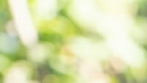 El preparado de café, cáscara de banana y agua debe utilizarse en un plazo corto, entre dos y tres días, ya que la cáscara puede descomponerse rápidamente.