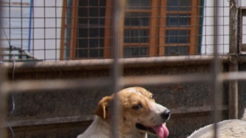 perros callejeros