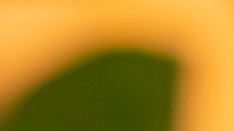 Investigaciones indican que hasta el 70% de los aminoácidos del aguacate se concentran en su semilla, además de contener fibra soluble.