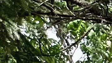 Sus padres fueron acusados de poner en peligro el bienestar del niño al no supervisarlo adecuadamente.