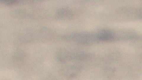 Los científicos de Magicpen Bio insertaron genes de luciérnagas y hongos bioluminiscentes directamente dentro de las células de las plantas