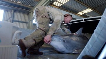 La historia de los delfines suicidas entrenados en la Unión Soviética que Irán compró a Ucrania hace 26 años
