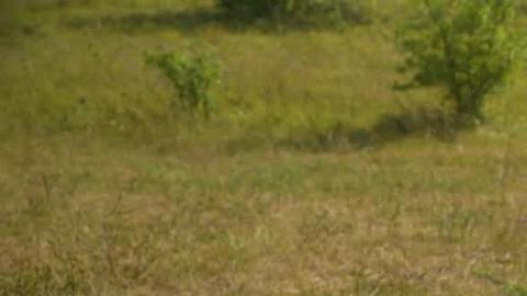 En la guerra de Ucrania, Rusia y Ucrania están utilizando drones de fibra óptica, y ninguna de las partes ha encontrado aún un medio de defensa eficaz.
