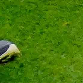 Ciudad de México, 3 de mayo de 2026. , durante el partido correspondiente a la ida de los Cuartos de Final del torneo Clausura 2026 de la Liga BBVA MX, entre las Águilas del América y los Pumas de la UNAM, realizado en el estadio Banorte. Foto: Imago7/Diego Padilla