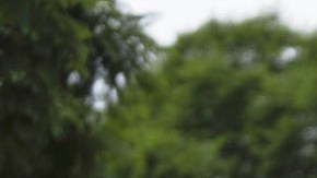 Sudafricanos viviendo ya como refugiados en Estados Unidos