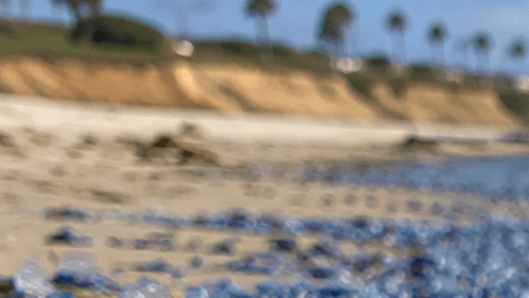 Velella velella están invadiendo las playas de California
