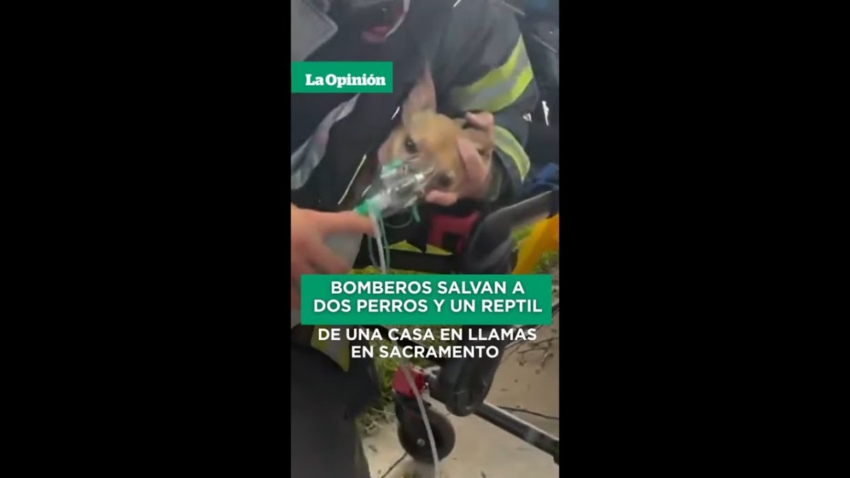Bomberos salvan a dos perros y un reptil de una casa en llamas en ...