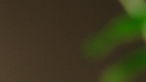 Varias investigaciones respaldan el uso de plantas aromáticas capaces de actuar como repelentes naturales contra estos insectos.