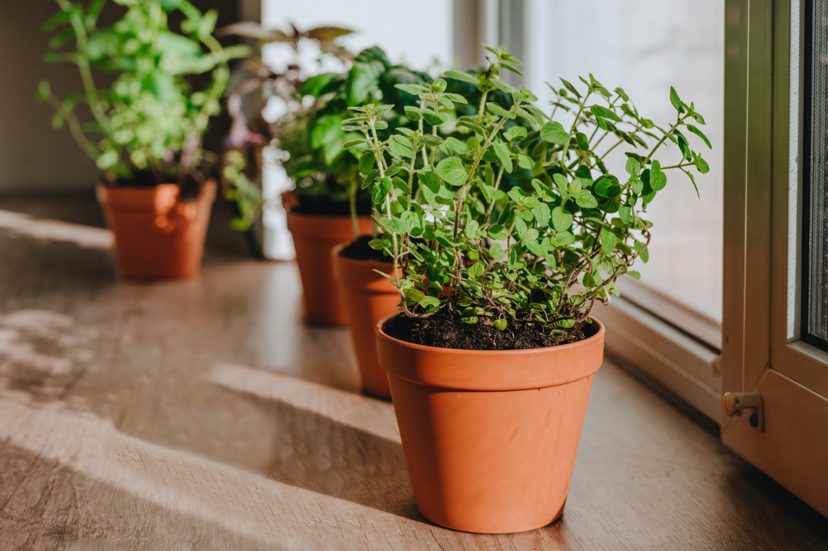 3 plantas que alejan las cucarachas de tu casa y son fáciles de conseguir