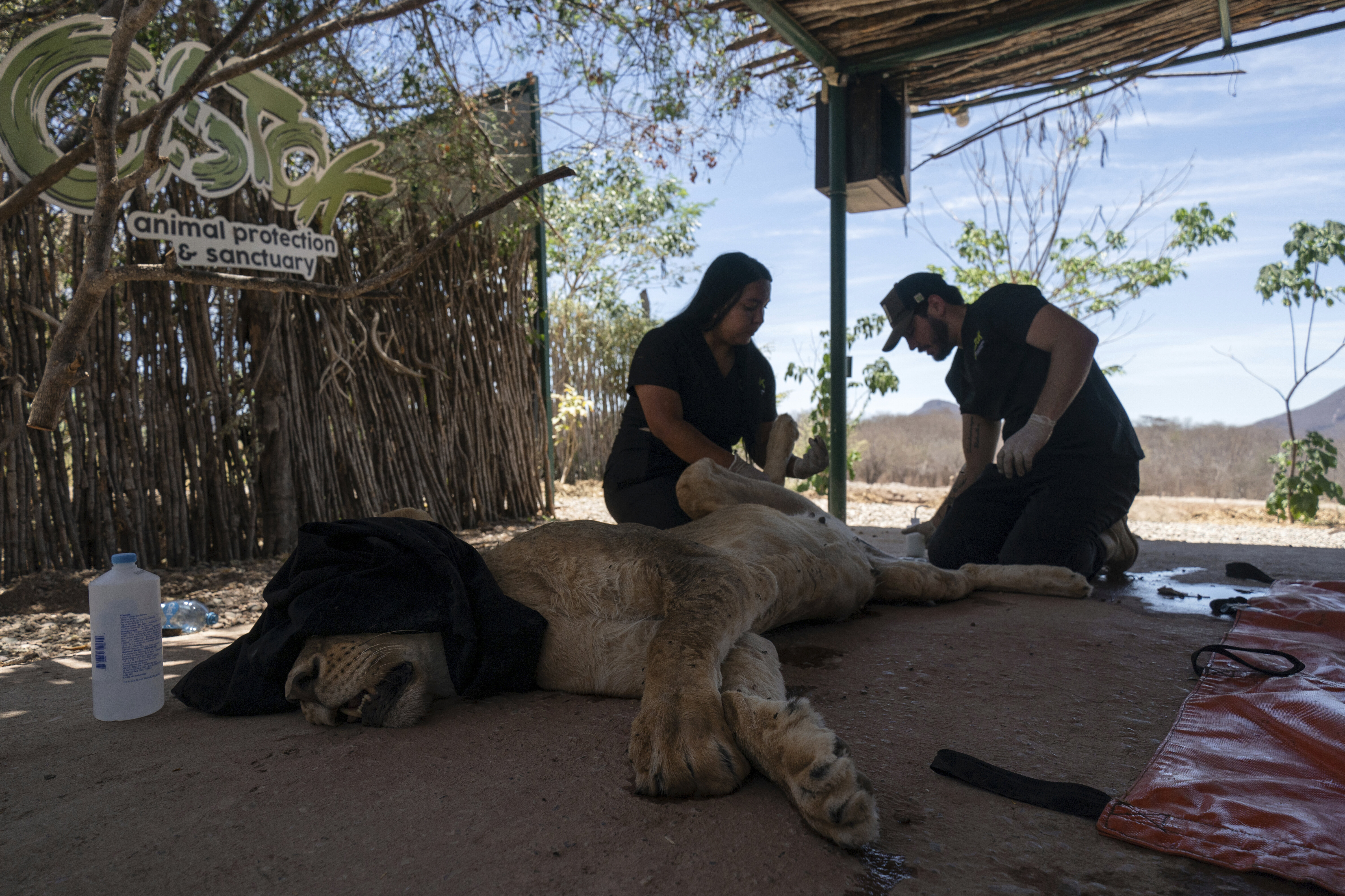 Tigres, jaguares y elefantes huyen de la violencia del narco en Sinaloa