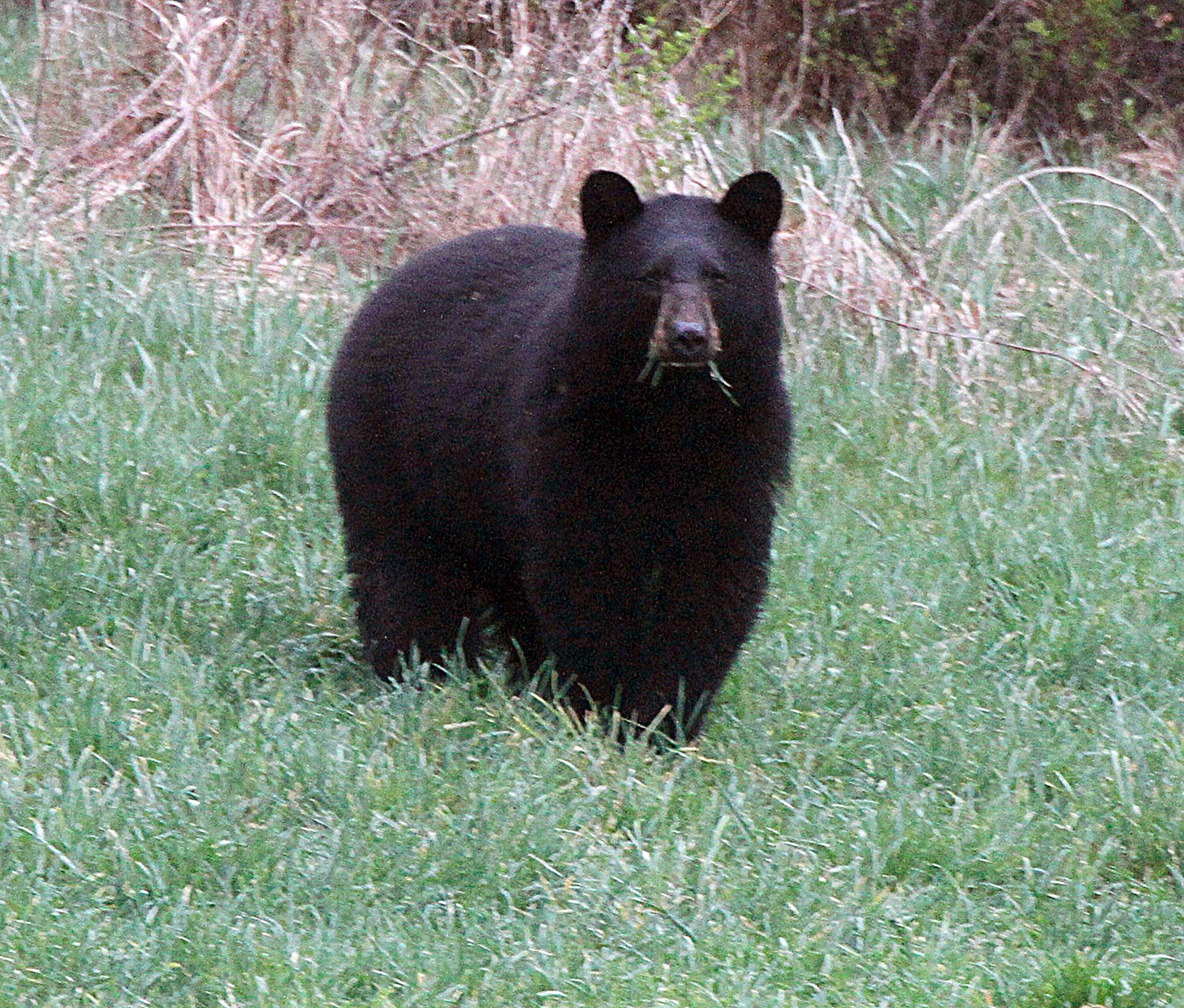 Mujer en Alaska enfrentó a un oso para salvar a su perro durante excursión en el bosque