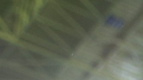 Veljko Paunovic, seleccionador de Serbia.