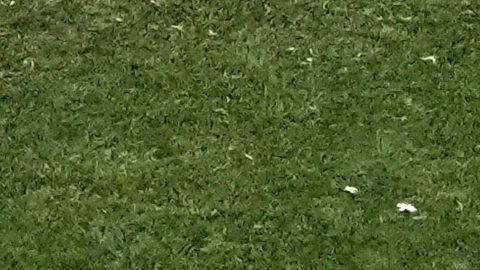 Ugurcan Cakir, portero de Turquía, se lanza en vuelo espectacular para desviar el remate de Christian Pulisic, quien reapareció con la selección de Estados Unidos.