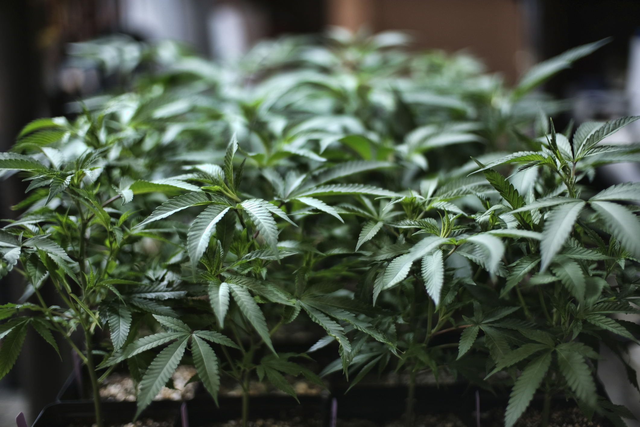 Desmantelan cultivo ilegal de cannabis en San Bernardino