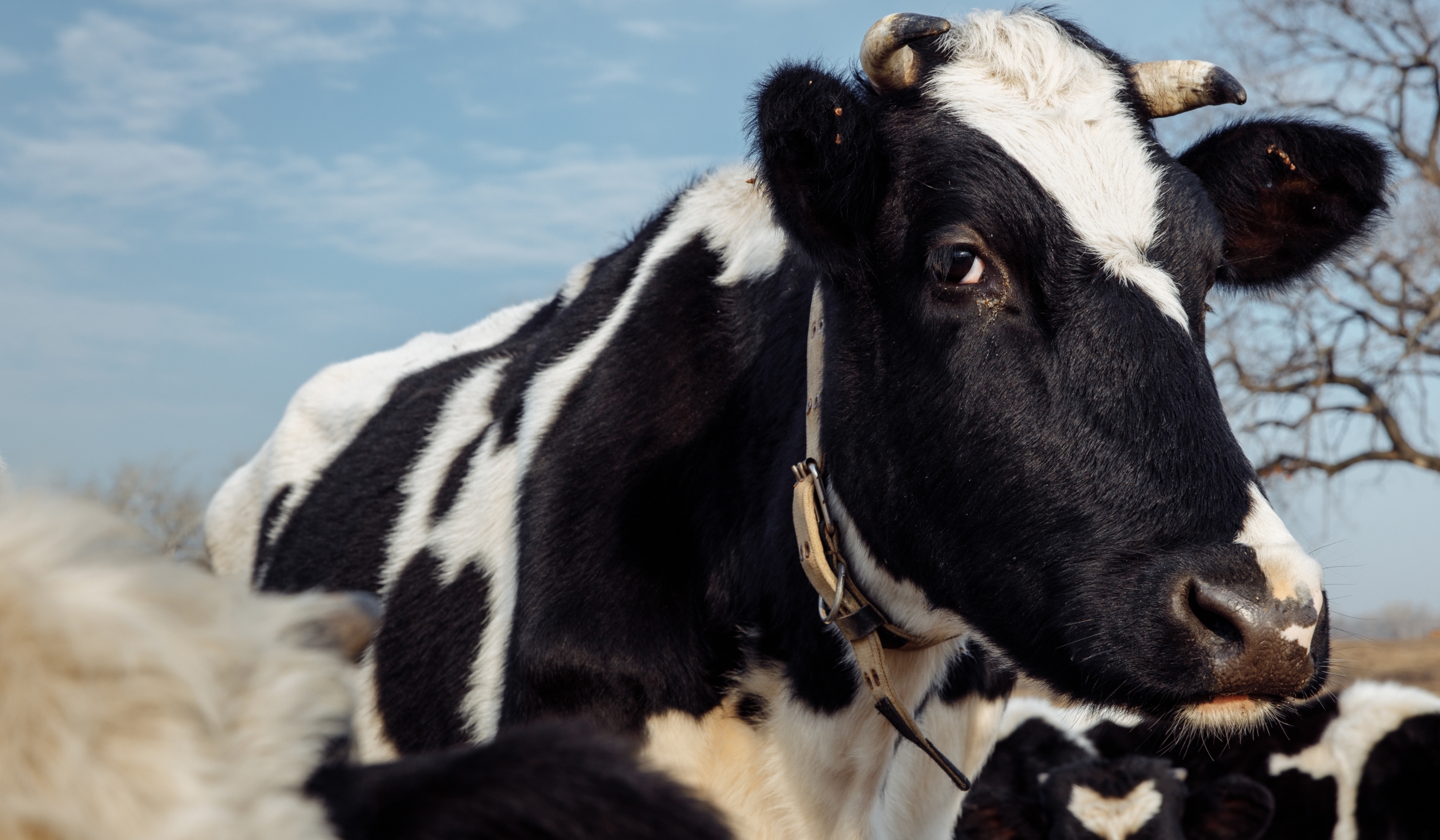 El síndrome alfa-gal, la alergia a la carne o lácteos potencialmente mortales