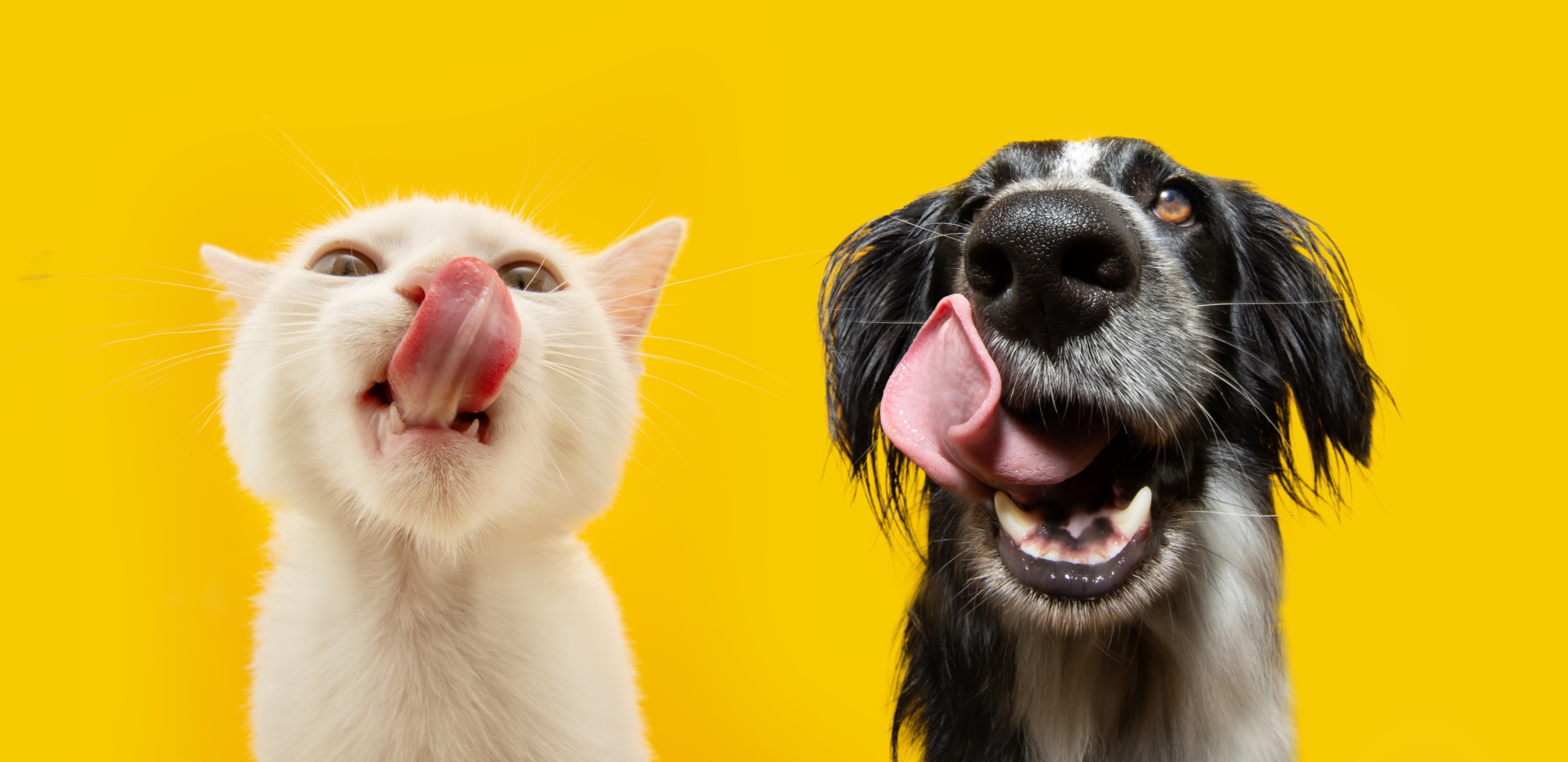 Influencia de las mascotas en el bienestar emocional: ¿amigo o simple compañía?