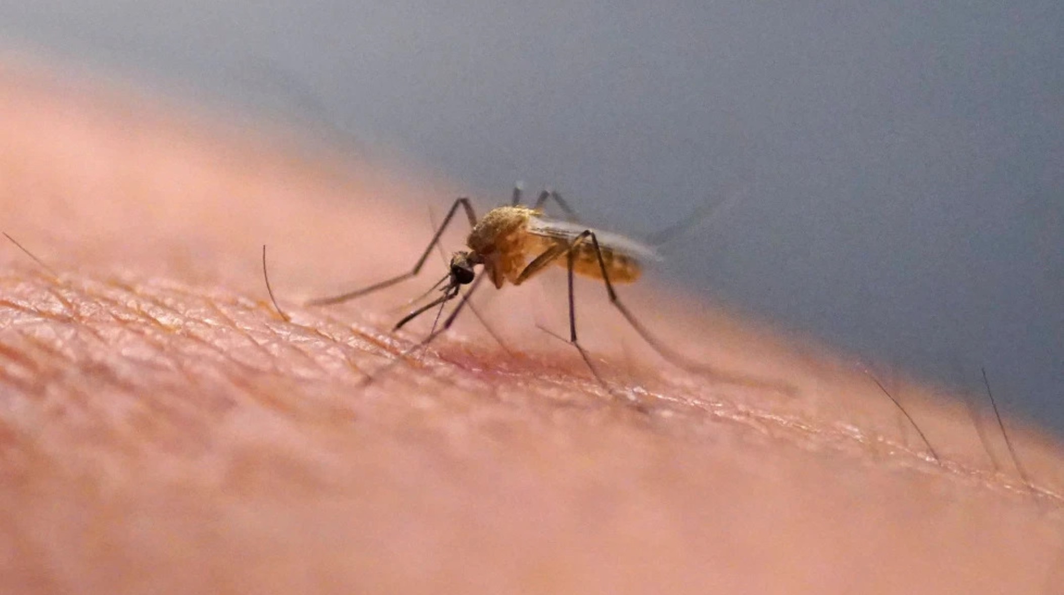 Produce alivio, pero rascarse tras una picadura de insecto no es una buena idea