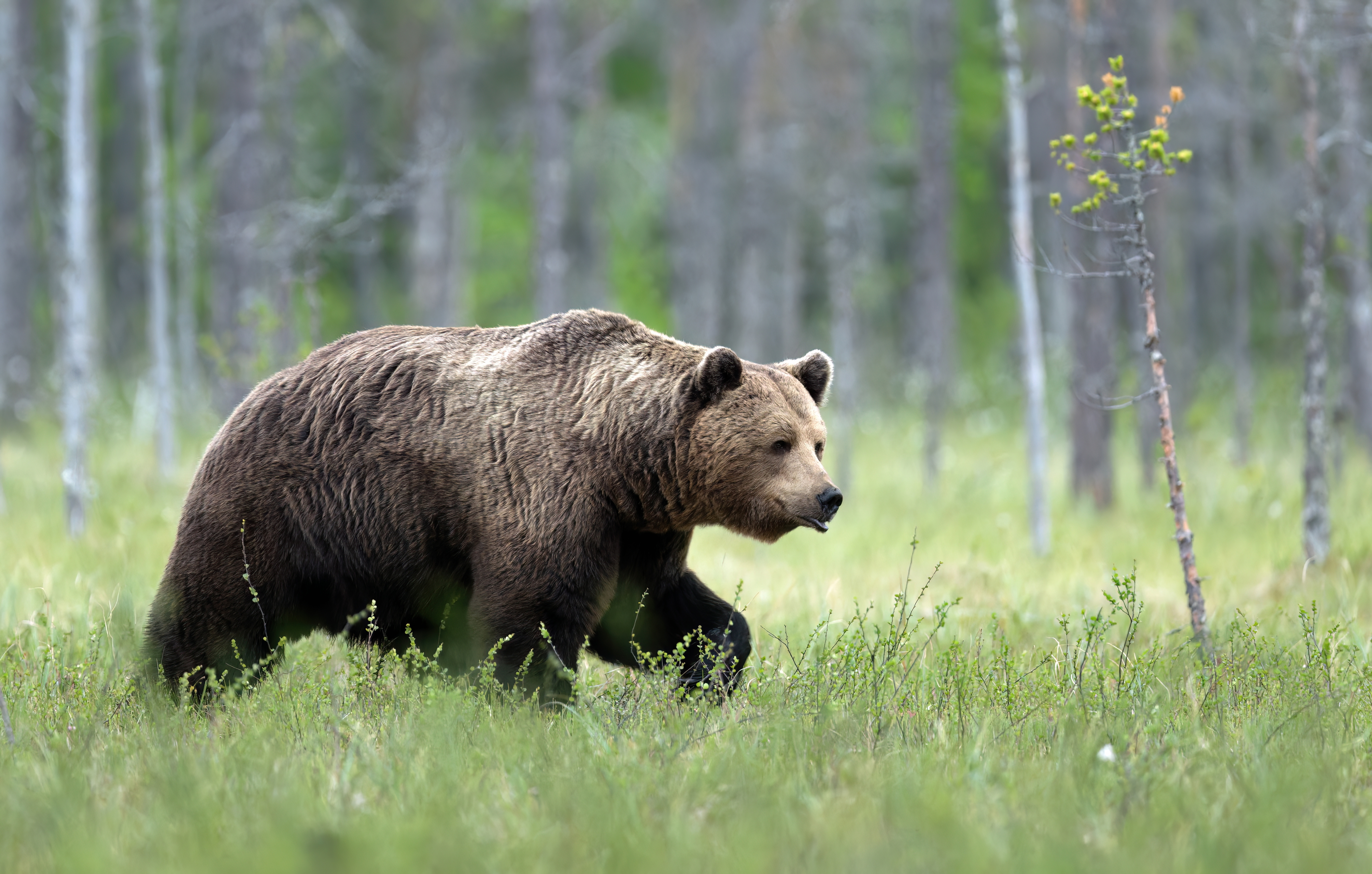 Rescatan a joven herido después de ataque de oso en popular sendero de Seattle