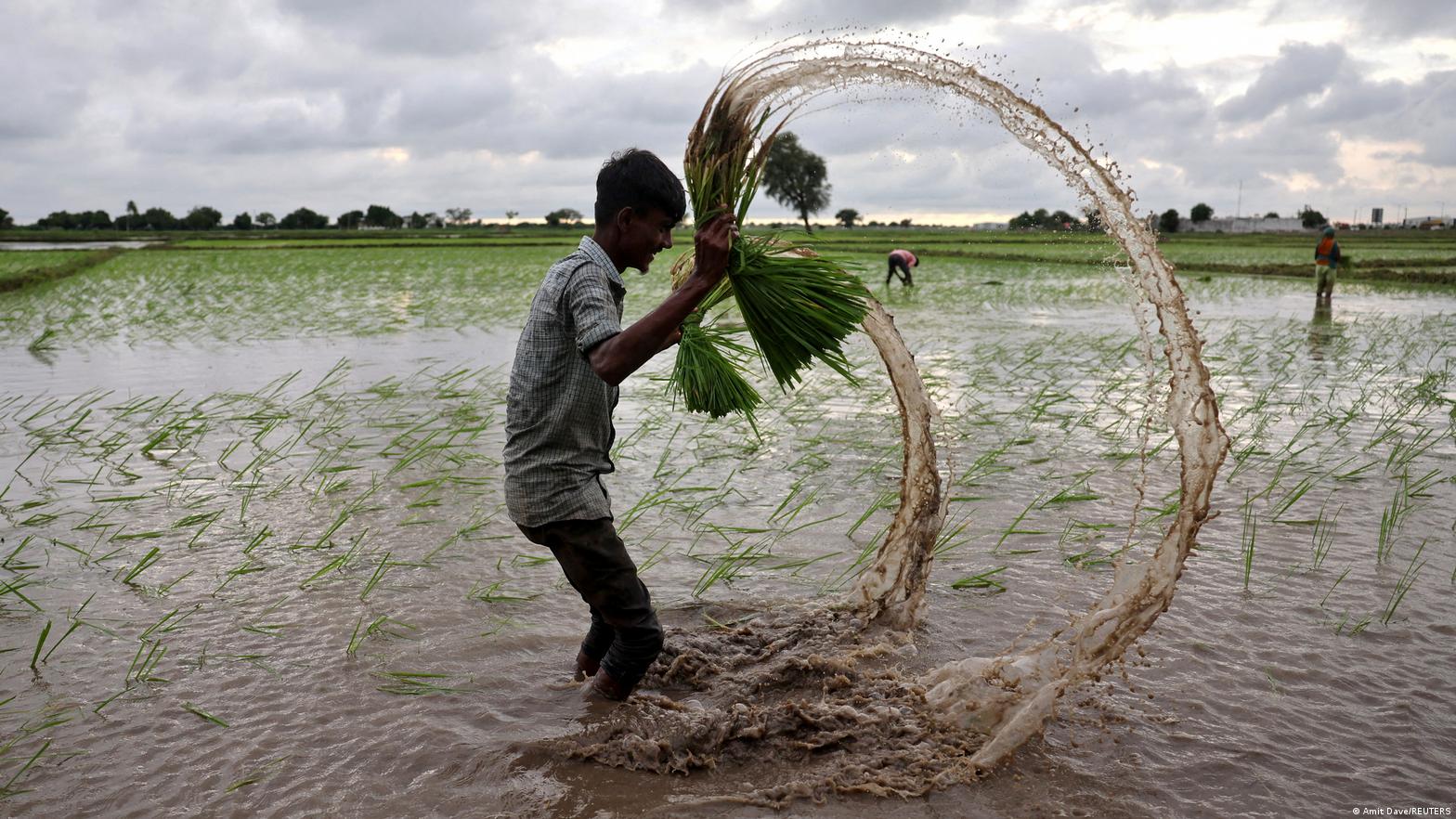 Cómo las guerras en Ucrania e Irán y El Niño podrían agravar el hambre mundial