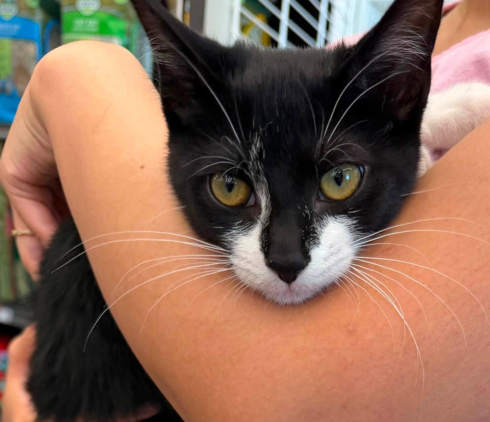 Robó un gatito de una tienda y luego intentó asaltar un banco en Maryland