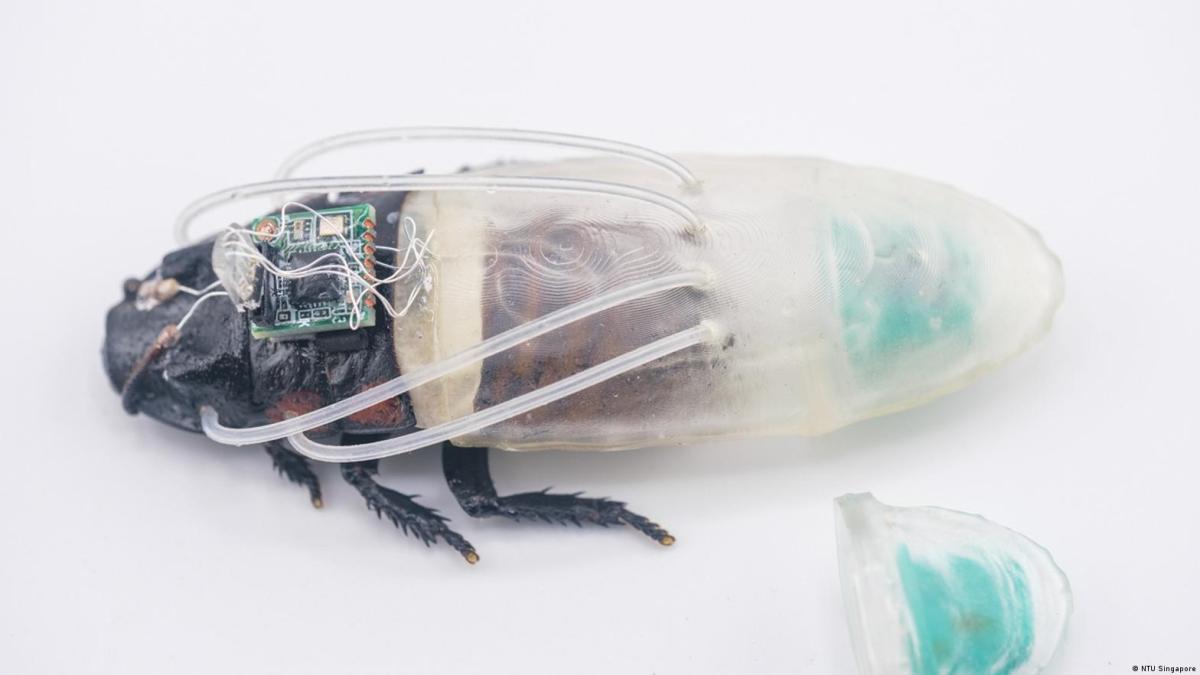 Científicos crean un traje especial para que las cucarachas puedan respirar bajo el agua