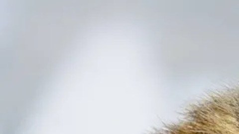 Las marmotas también pueden modelar en OnlyFans, según los investigadores.