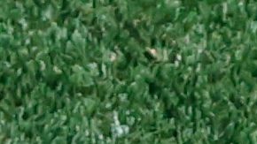 Lamine yamal celebra un gol contra Arabia Saudita en el Mundial 2026.