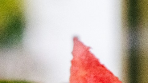 Piña o sandía: ¿cuál de sus azúcares es más saludable?