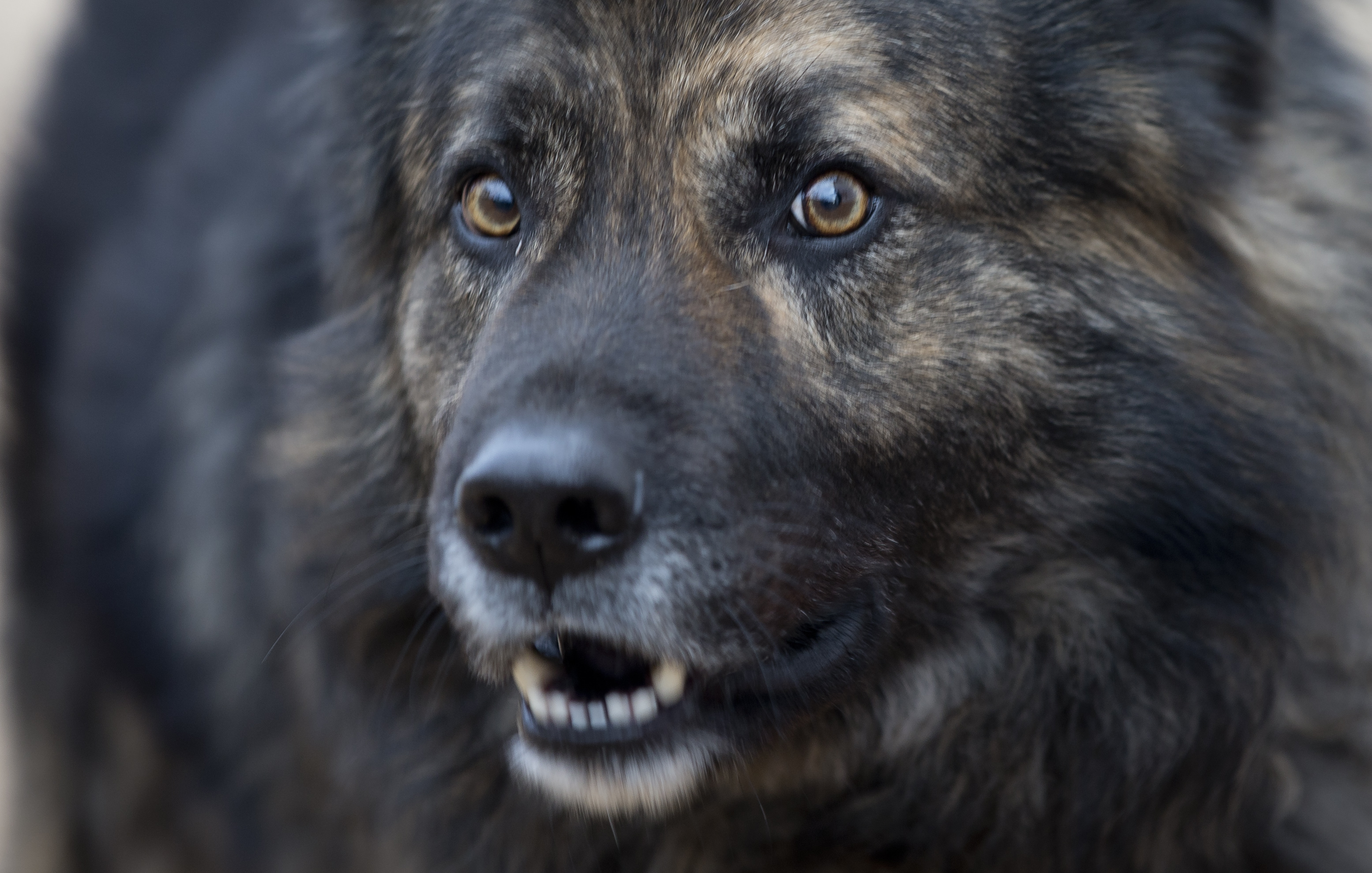 Ladridos de perro ayudan a alguacil de Los Ángeles para arrestar a un fugitivo de Texas