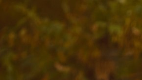 Antidepresivos naturales: la vía alterna para sostener la salud mental
