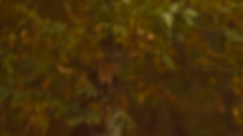 Antidepresivos naturales: la vía alterna para sostener la salud mental