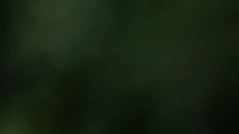 In this Dec. 15, 2017 photo, a rescue dogs walks freely on the grounds of Canita Sanctuary that protects abandoned animals from being euthanized, in Guayama, Puerto Rico. Hundreds of dogs, cats and even the occasional pet pig and fighting cock have been left at shelters as people flee hardships on the U.S. territory or stay and try to rebuild their lives after the Category 4 storm that hit three months ago. (AP Photo/Carlos Giusti)