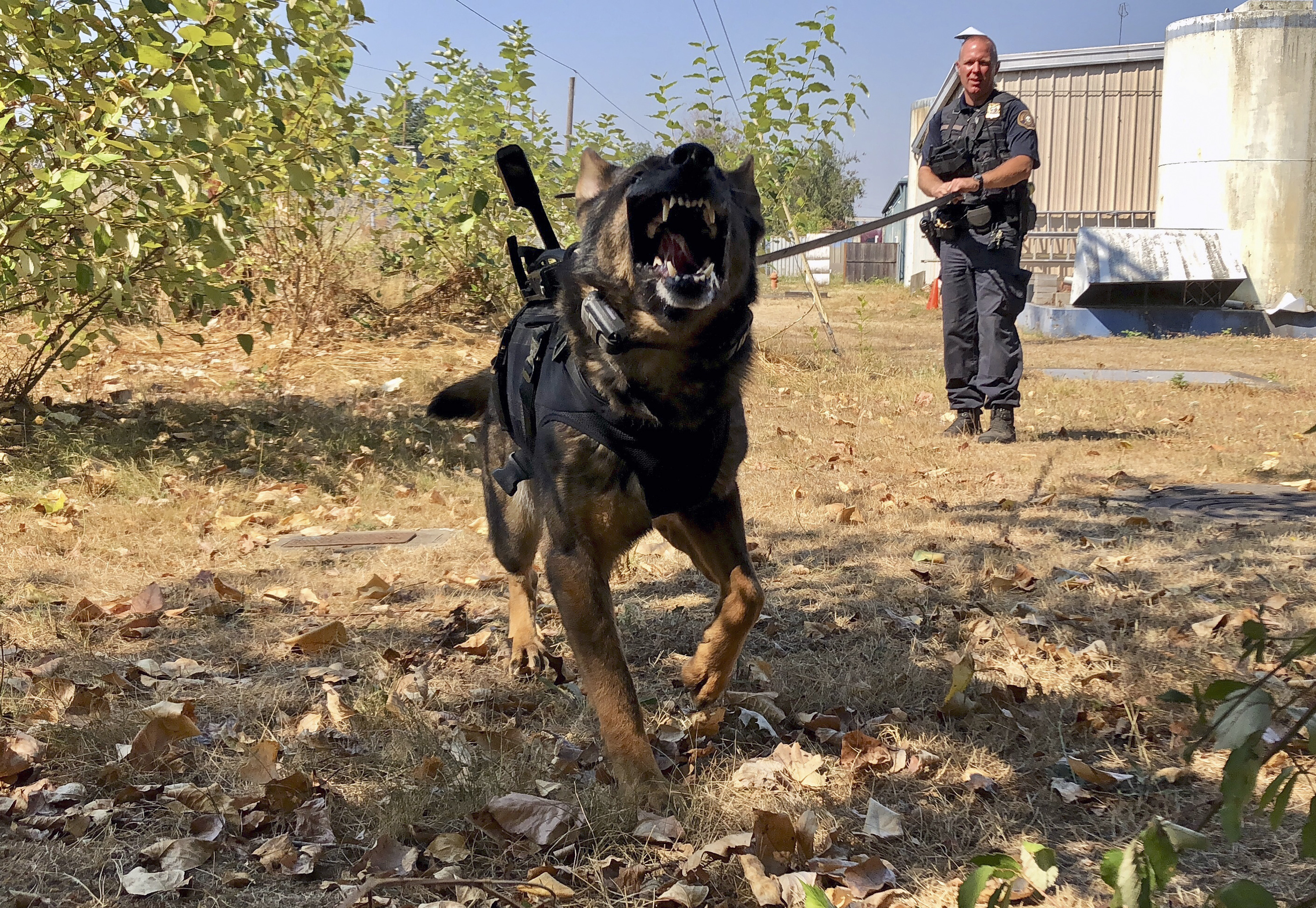 Perro policía muere atropellado en el norte de California