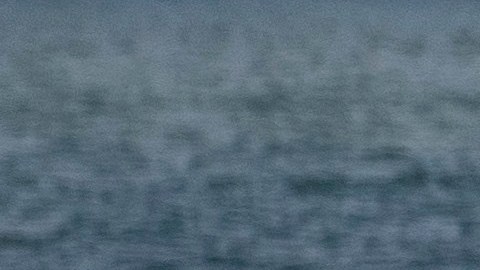 Reportan aumento de avistamientos de tiburones cerca de las playas de EE.UU.