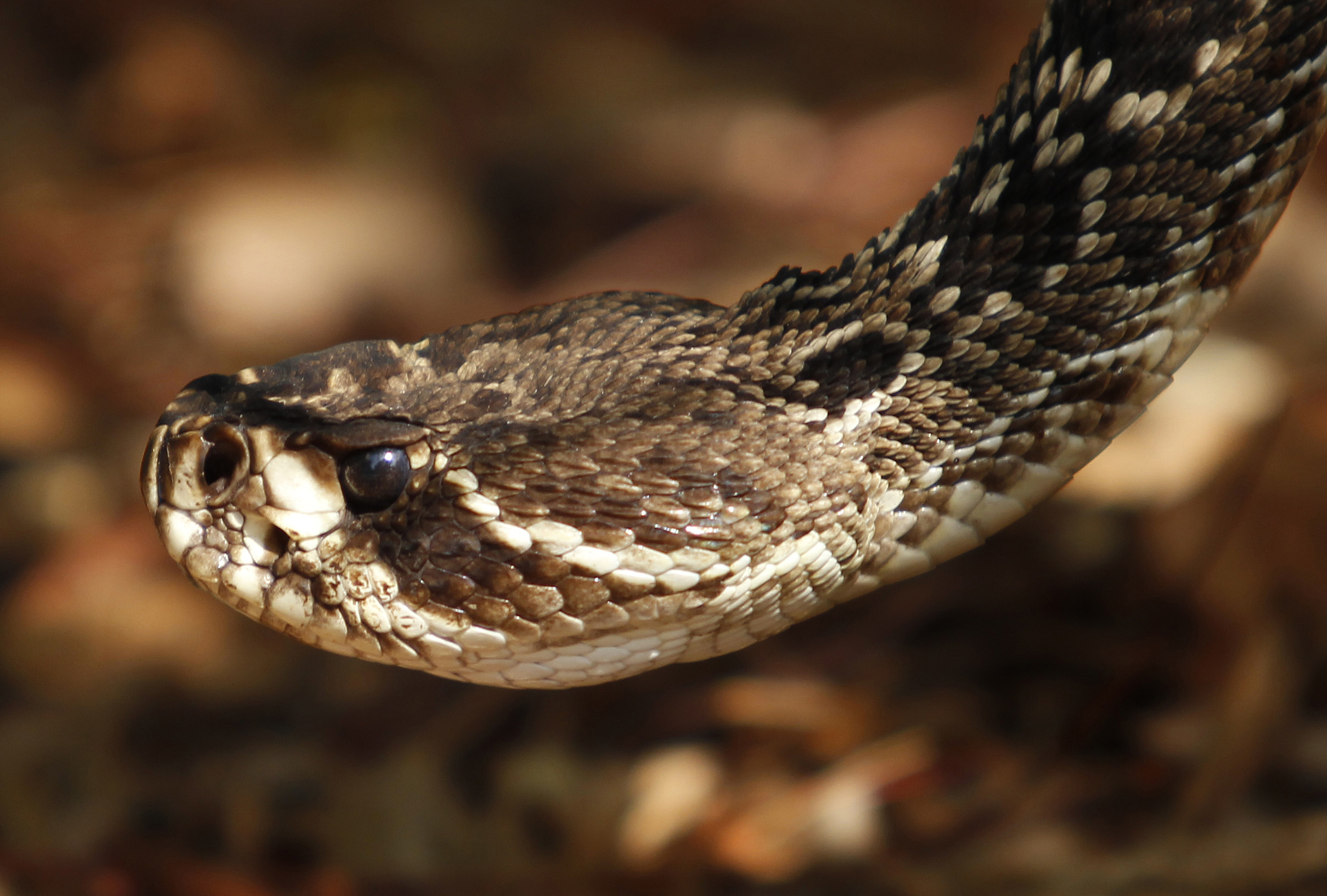 Niña hispana sufre mordedura de serpiente en Los Ángeles