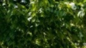 Confirman que lechuga de Taco Bell ha sido la fuente de un brote de parásitos causantes de diarrea en 5 estados