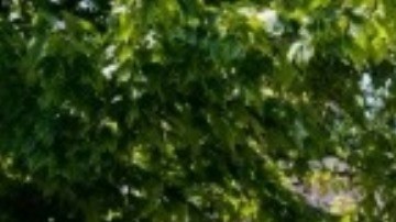 Confirman que lechuga de Taco Bell ha sido la fuente de un brote de parásitos causantes de diarrea en 5 estados