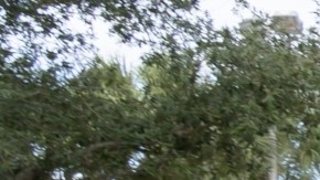 ¡Se trató de un falso positivo! FDA afirma que no han encontrado el parásito Cyclospora en la lechuga de Taylor Farms