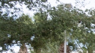 ¡Se trató de un falso positivo! FDA afirma que no han encontrado el parásito Cyclospora en la lechuga de Taylor Farms