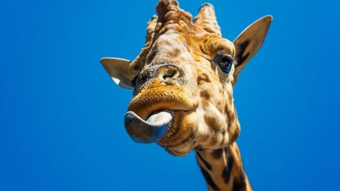 Cómo la lengua hizo posible que los animales salieran del mar y vivieran en la tierra