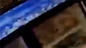 Las autoridades identificaron al detenido como Rubiel Maceo Castillo, de 53 años.