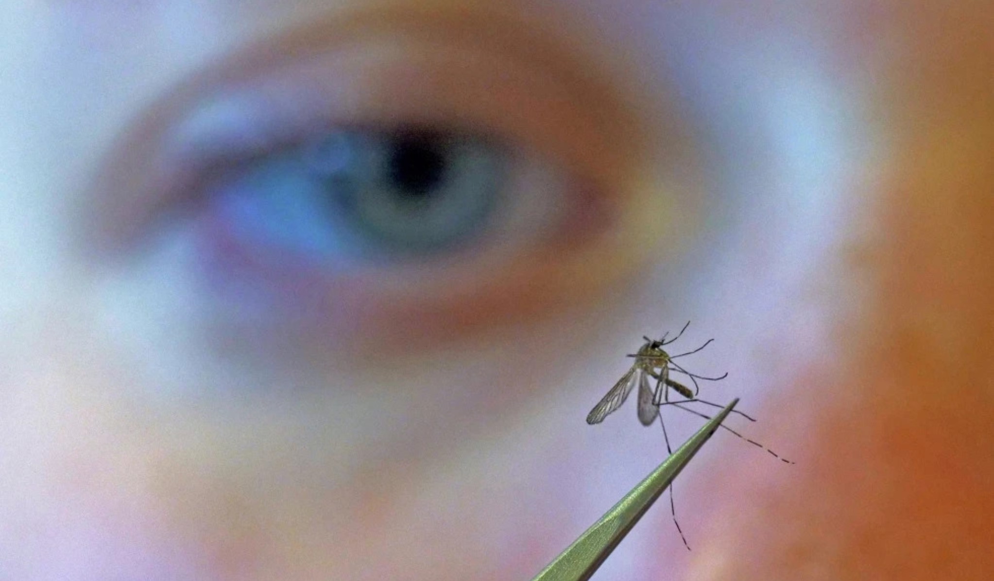 CDC instan a la población a prevenir las picaduras de mosquitos: esta es la razón