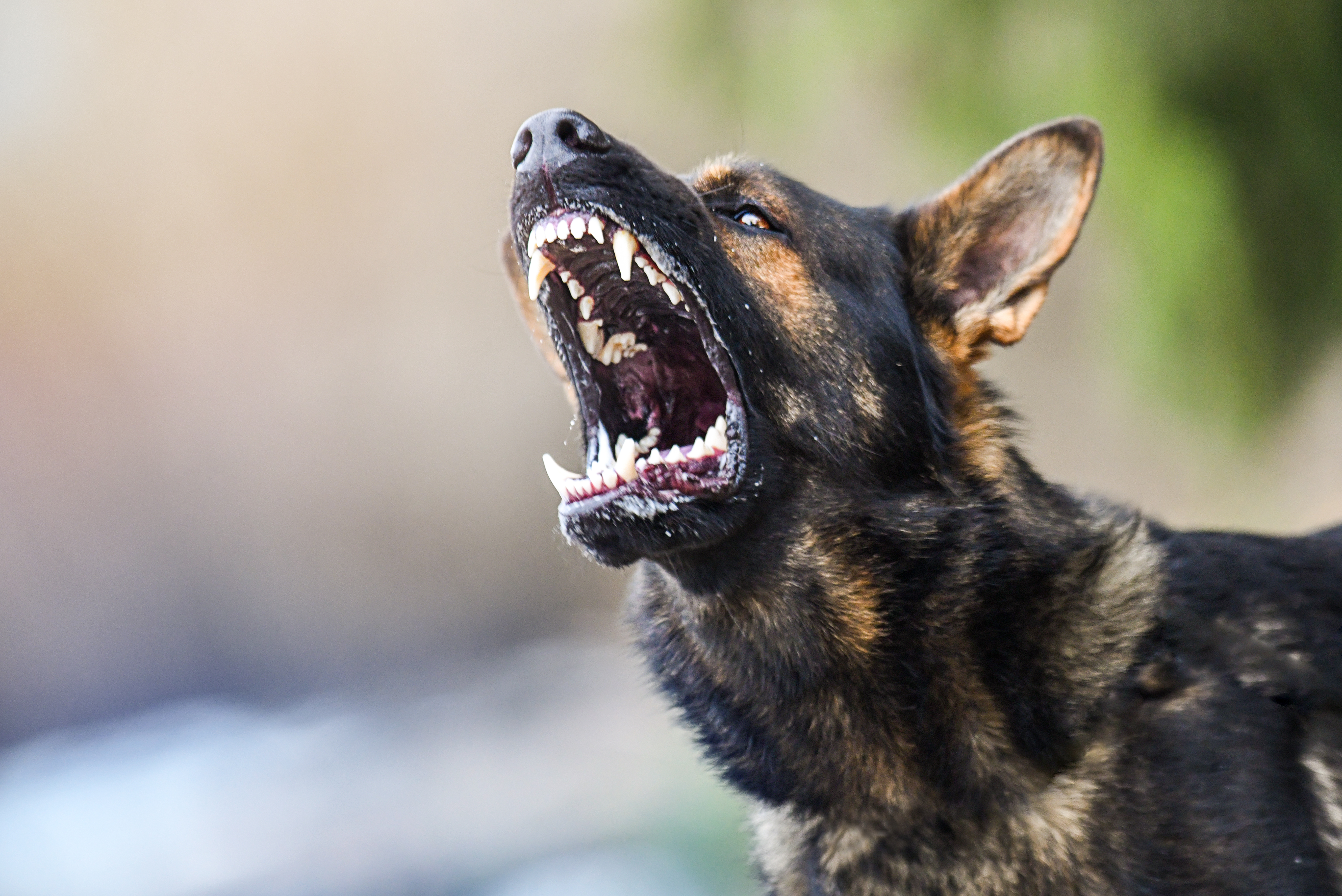 Mujer embarazada de gemelos sufrió brutal ataque de perros en Kansas mientras protegía a sus bebés