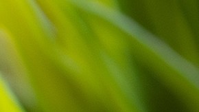 Tanto los iPhone como los teléfonos Android cuentan con funciones de alerta temprana de sismos