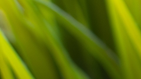 Tanto los iPhone como los teléfonos Android cuentan con funciones de alerta temprana de sismos