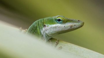 Evolución extrema: los animales que se transforman a gran velocidad para sobrevivir